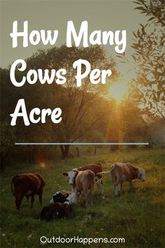 cows are grazing in the grass with text overlay that reads how many cows per ace