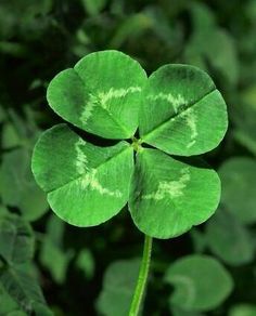 a four leaf clover with white markings on it