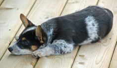 a small dog laying on top of a wooden floor