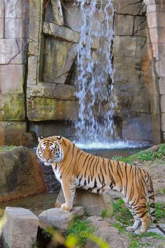 a tiger standing next to a small waterfall
