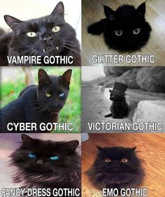 four different types of black cats with captioning below that says, how to tell people who wear all black apart