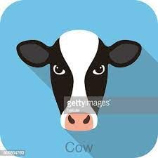 a black and white cow's face with long shadow