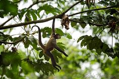 a monkey hanging from a tree branch with its tail in it's mouth,