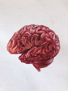 a drawing of a human brain in red ink on white paper with watercolor pencils