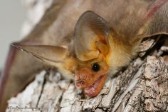 a close up of a bat on a tree