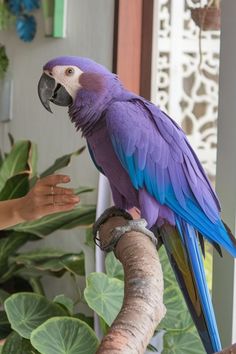 a blue and yellow parrot sitting on top of a tree branch next to a woman