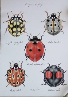 four different types of ladybugs sitting on top of a white sheet with black dots