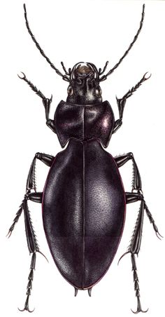 a drawing of a beetle with long legs and large antennae on it's back