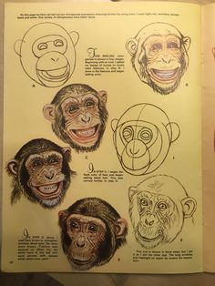 an open book with drawings of monkeys on it