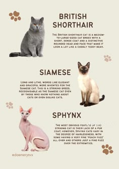 the british shorthair cat is one of the most popular cats in the world and it's unique to look at