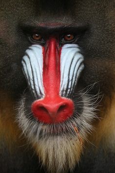an animal with white and red stripes on it's face