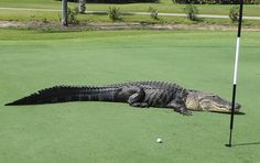 an alligator is laying on the green with a golf ball