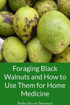 green walnuts with the words foraging black walnuts and how to use them for home medicine