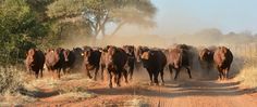 a herd of brown horses walking down a dirt road next to tall grass and trees