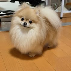 a small dog standing on top of a hard wood floor next to a hair dryer