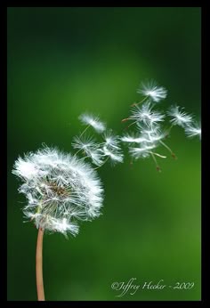 a dandelion blowing in the wind on a green background