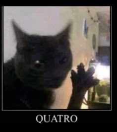 a black cat is looking at the camera with caption that says quatro