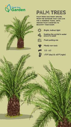 the palm trees are shown in three different sizes and colors, with instructions to grow them