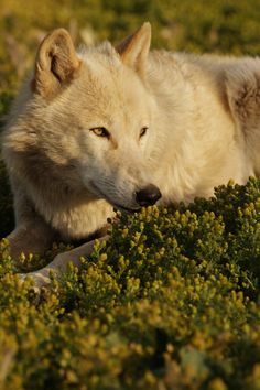 a white wolf laying on top of a lush green field