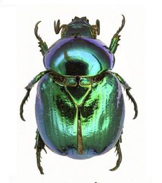an image of a green beetle on white background
