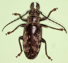 a brown and black bug sitting on top of a green surface