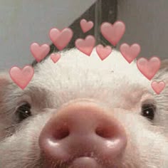 a pig with hearts on it's head in front of a mirror