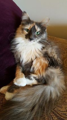 a fluffy cat sitting on top of a couch