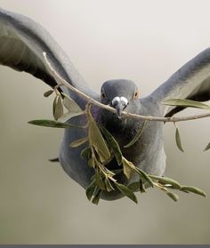 a gray bird with its wings spread out, perched on a twig filled branch