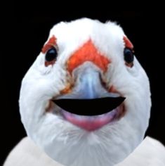 a white bird with an orange beak is smiling