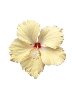 a white and yellow flower with red stamens