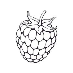 Simple Raspberry Illustration, Blackberry Outline Drawing, Blackberry Illustration Outline, Blackberry Outline, Blackberry Illustration, Blackberries Outline, Raspberry Drawing Black And White, Raspberry Clipart Black And White, Printable Raspberry Outline