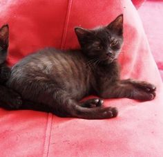 two black kittens are laying on a red couch