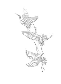 two birds flying side by side in the air