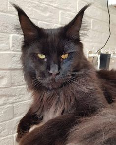 a black cat laying on top of a bed next to a white brick wall with yellow eyes