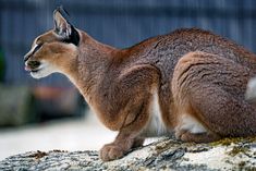 a brown and white cat sitting on top of a rock