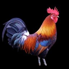 a colorful rooster standing on top of a grass covered field