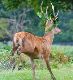a deer with antlers on it's head running through the grass