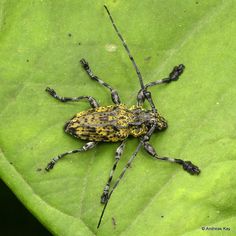a yellow and black bug sitting on top of a green leaf