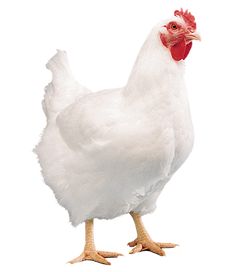 a white chicken with red combs standing in front of a white background