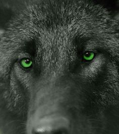a black wolf with green eyes looking at the camera