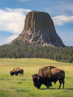 Devil's Tower, Wyoming 🇺🇸