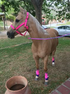 a brown horse with pink socks and boots on it's feet standing in the grass