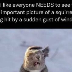 a koala is sitting in the snow with its mouth open