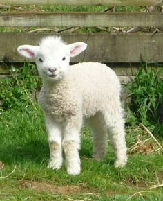 a white lamb standing on top of a lush green grass covered field next to a wooden fence
