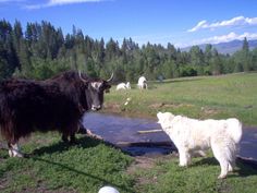there are many animals that are standing in the grass by the water and one is looking at another animal