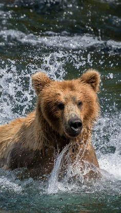 a brown bear splashing in the water
