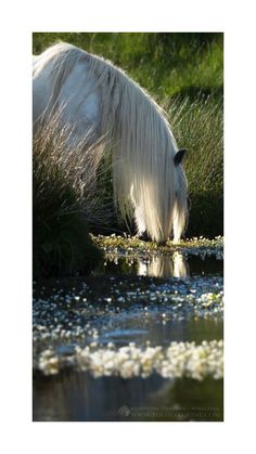 a white horse drinking water from a small pond in the middle of some tall grass