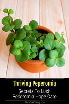 a potted plant sitting on top of a wooden table with the words thriving peperonia