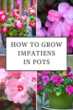 pink flowers in pots with text overlay how to grow impatiens in pots