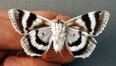 a close up of a person holding a small white and black butterfly in their hand